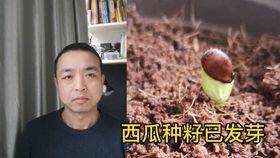 娱乐吃瓜情侣吵架,甜蜜变硝烟,真相背后谁主沉浮?