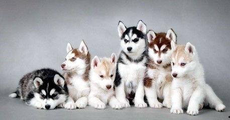 要哈士奇大腚娱乐吃瓜酱,吃瓜酱带你领略萌宠界的欢乐盛宴