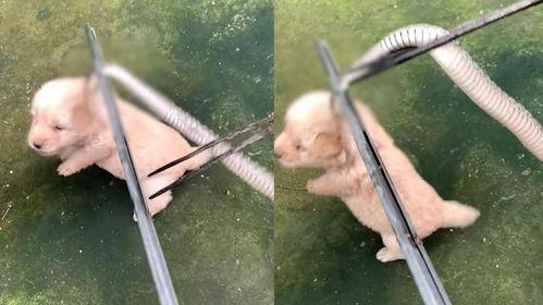 娱乐吃瓜君小奶狗,揭秘娱乐圈那些不为人知的幕后故事