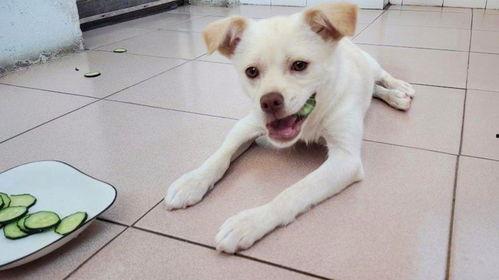 娱乐吃瓜君小奶狗,揭秘娱乐圈那些不为人知的幕后故事